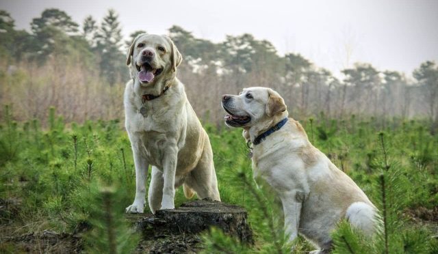 Kangal köpeği