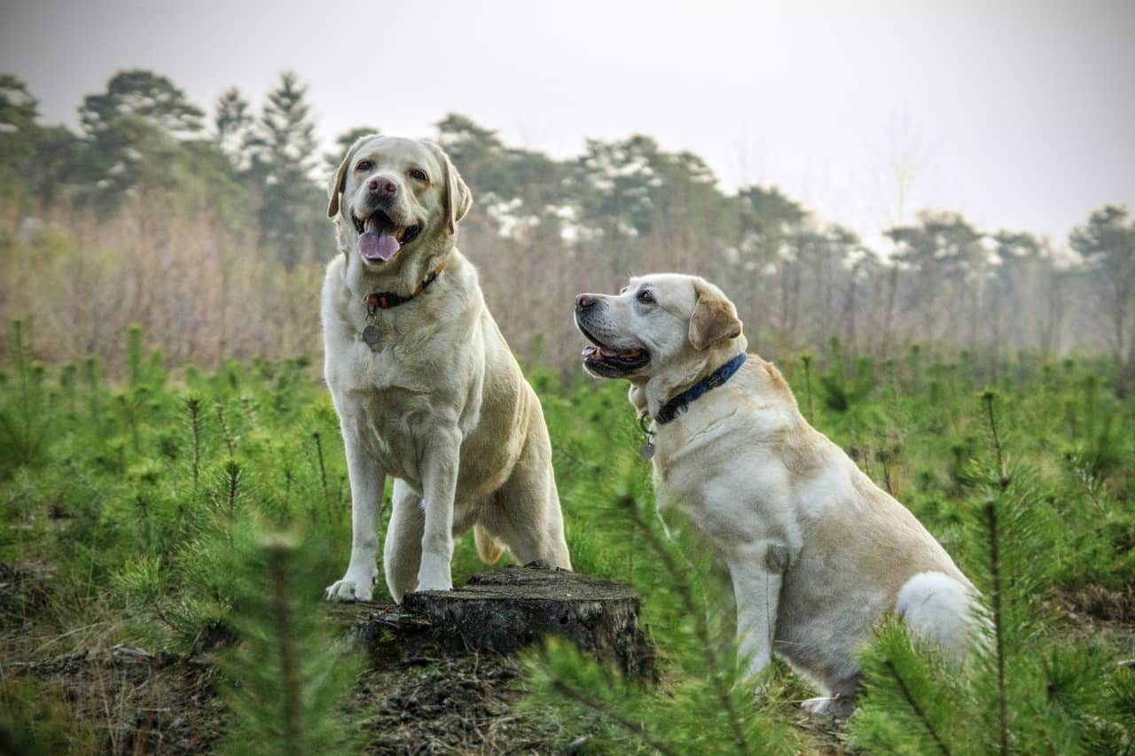 Kangal köpeği