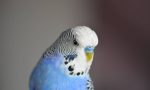 Mavi muhabbet kuşu