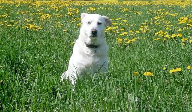 Akbaş köpeği