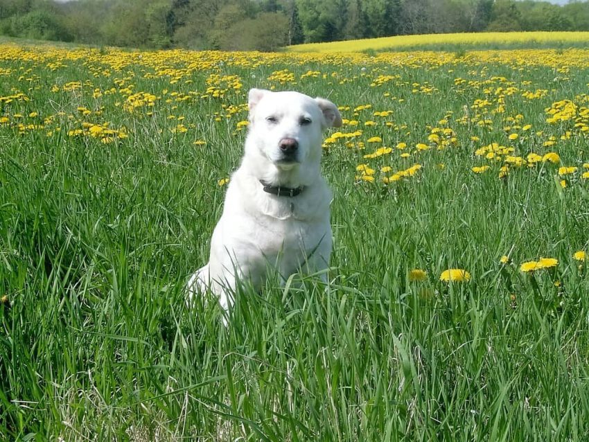 Akbaş köpeği