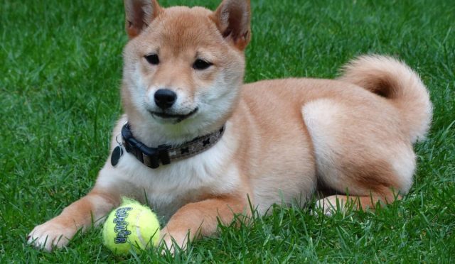 Akita inu köpeği