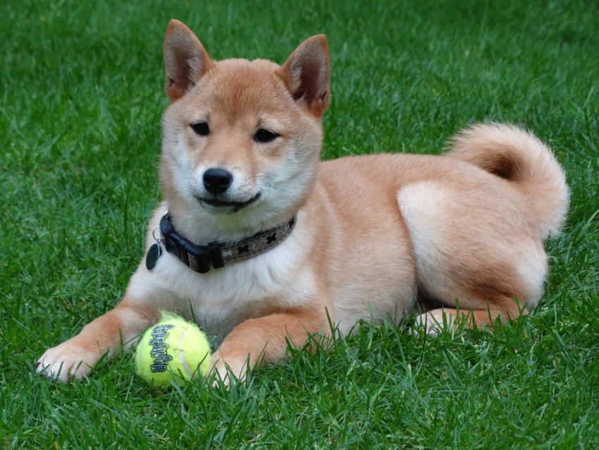 Akita inu köpeği