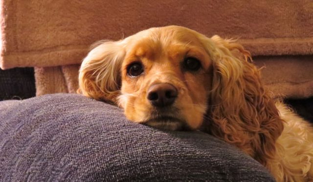 American Cocker Spaniel