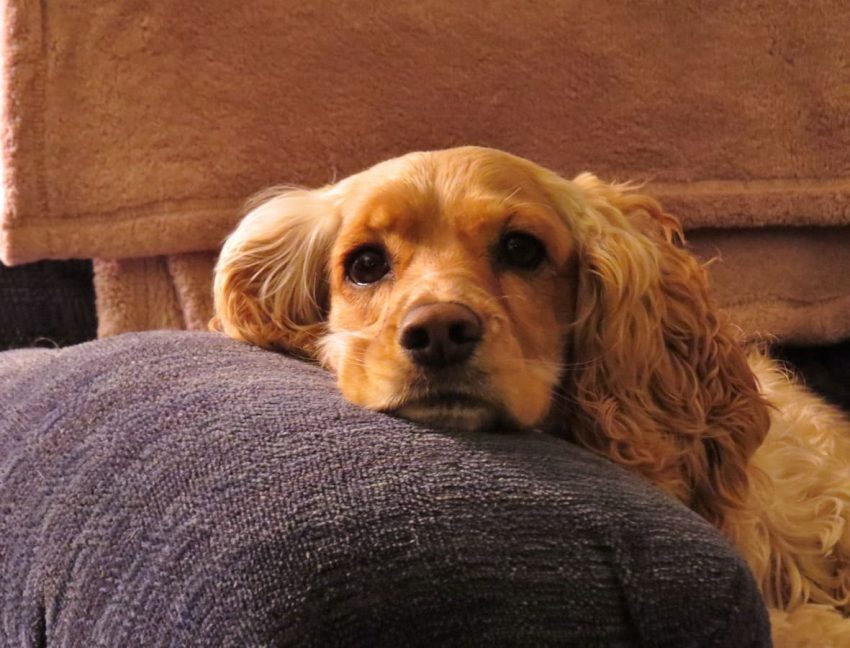 American Cocker Spaniel