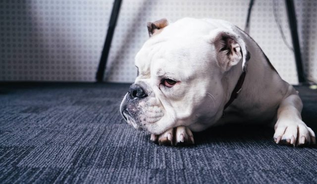 Amerikan Bulldog köpeği