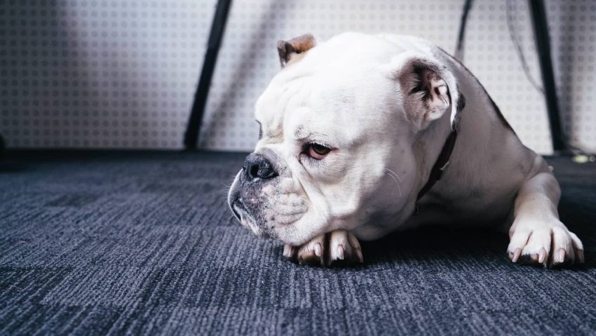 Amerikan Bulldog köpeği