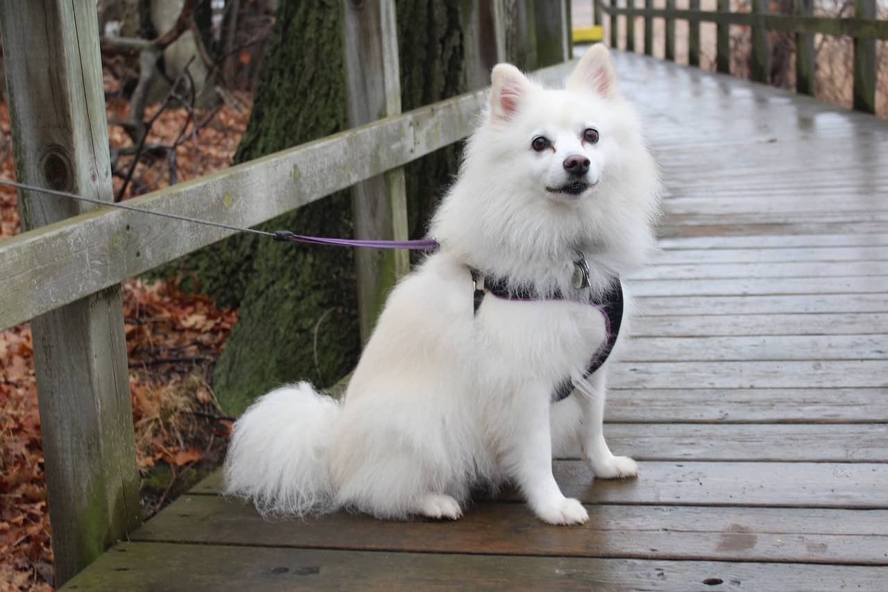 Amerikan Eskimo köpeği