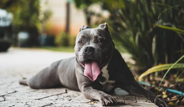 Amerikan Pitbull köpeği