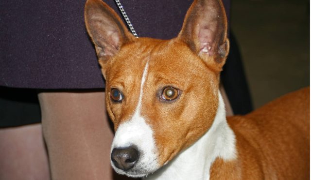 Basenji köpeği