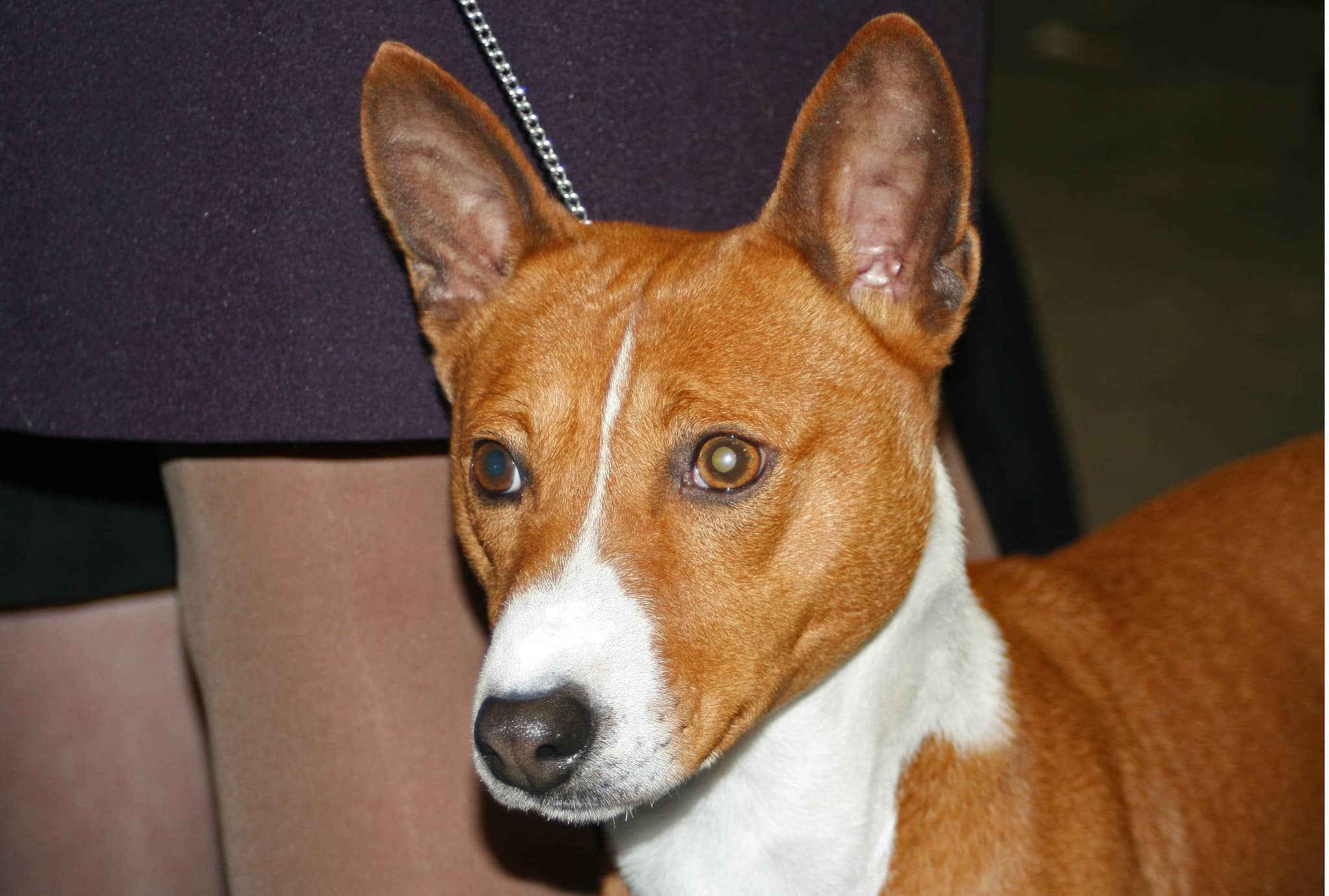 Basenji köpeği