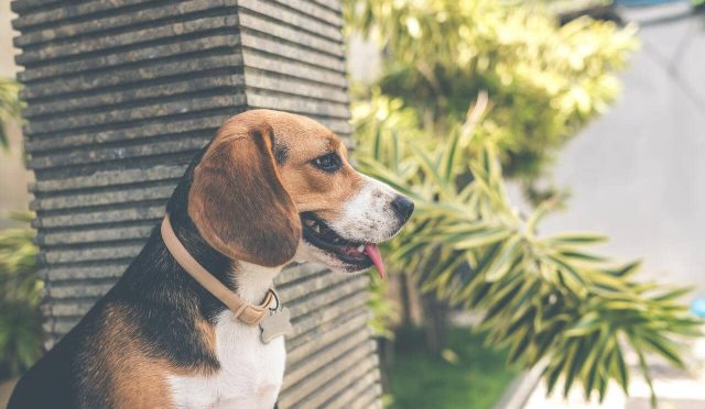 Beagle köpeği