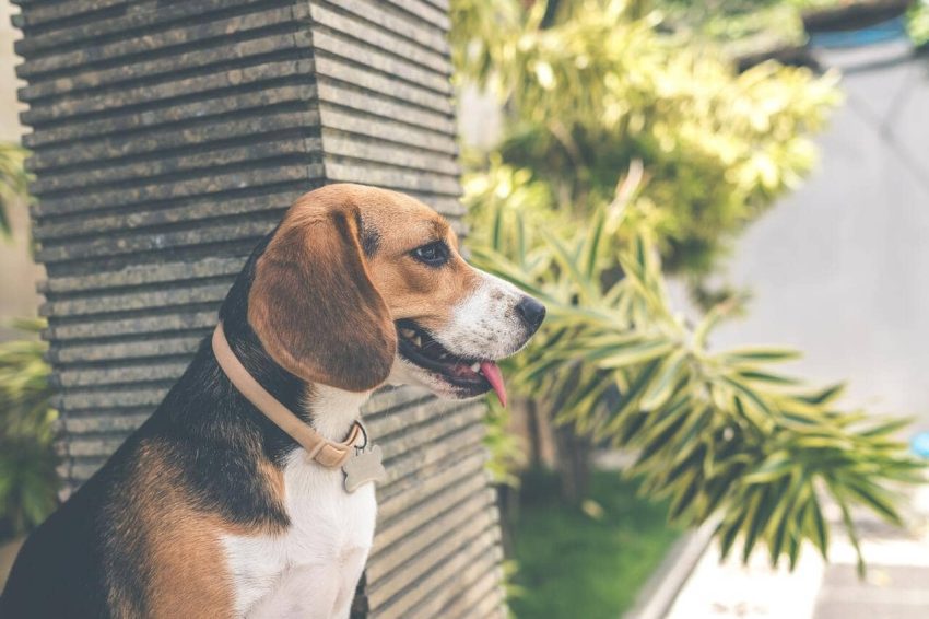 Beagle köpeği