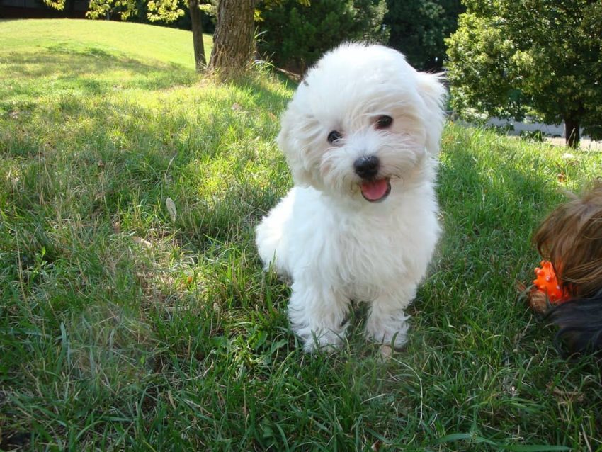 Bichon Frise köpeği