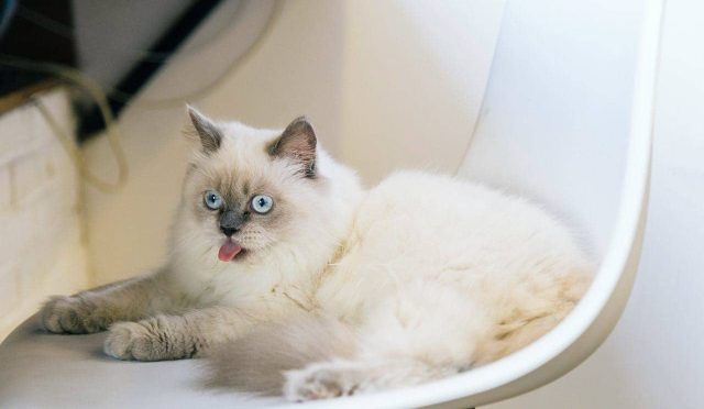 Birman Kedisi