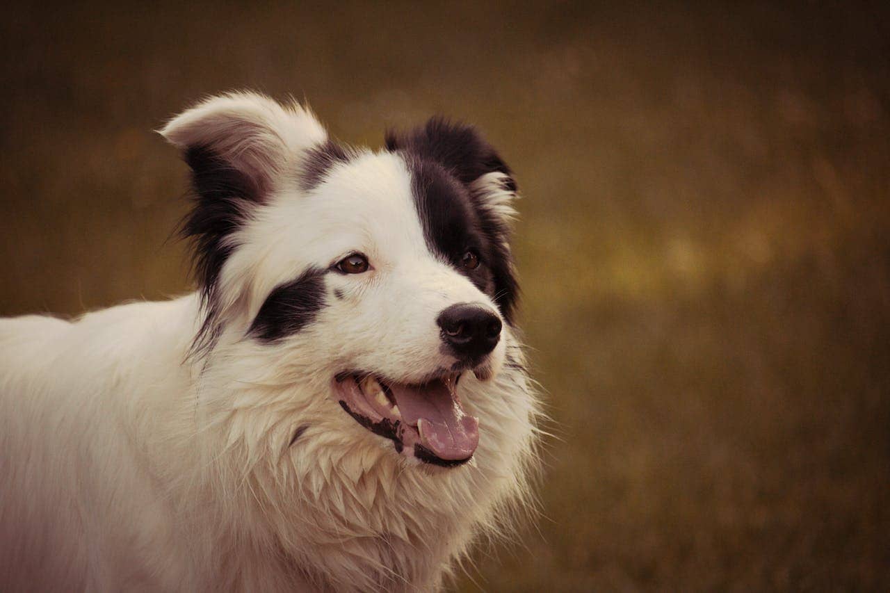 Border Collie köpeği