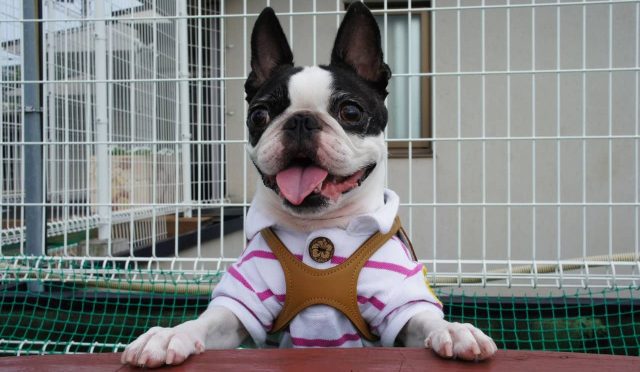 Boston Terrier köpeği