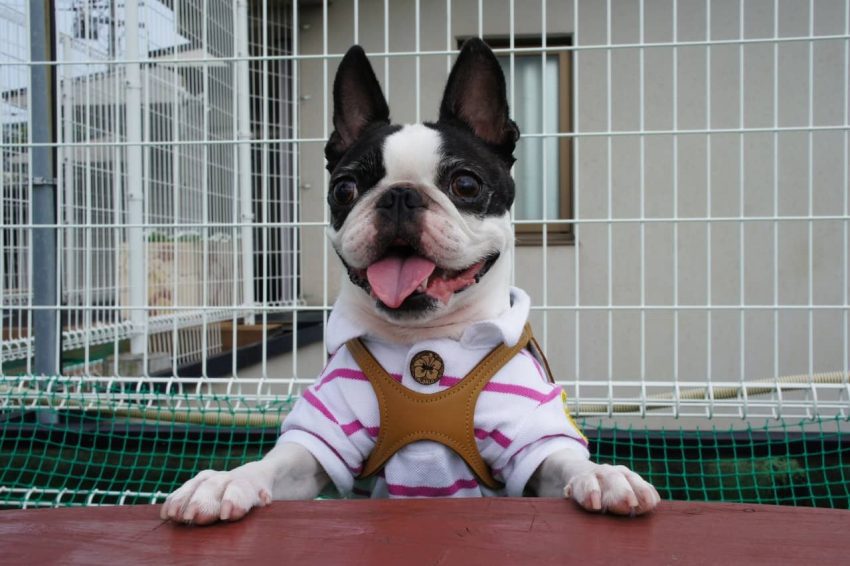 Boston Terrier köpeği