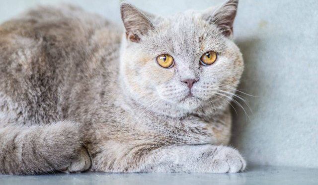 British Shorthair Kedisi