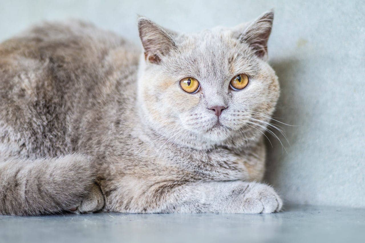 British Shorthair Kedisi