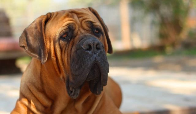 Bullmastiff köpeği