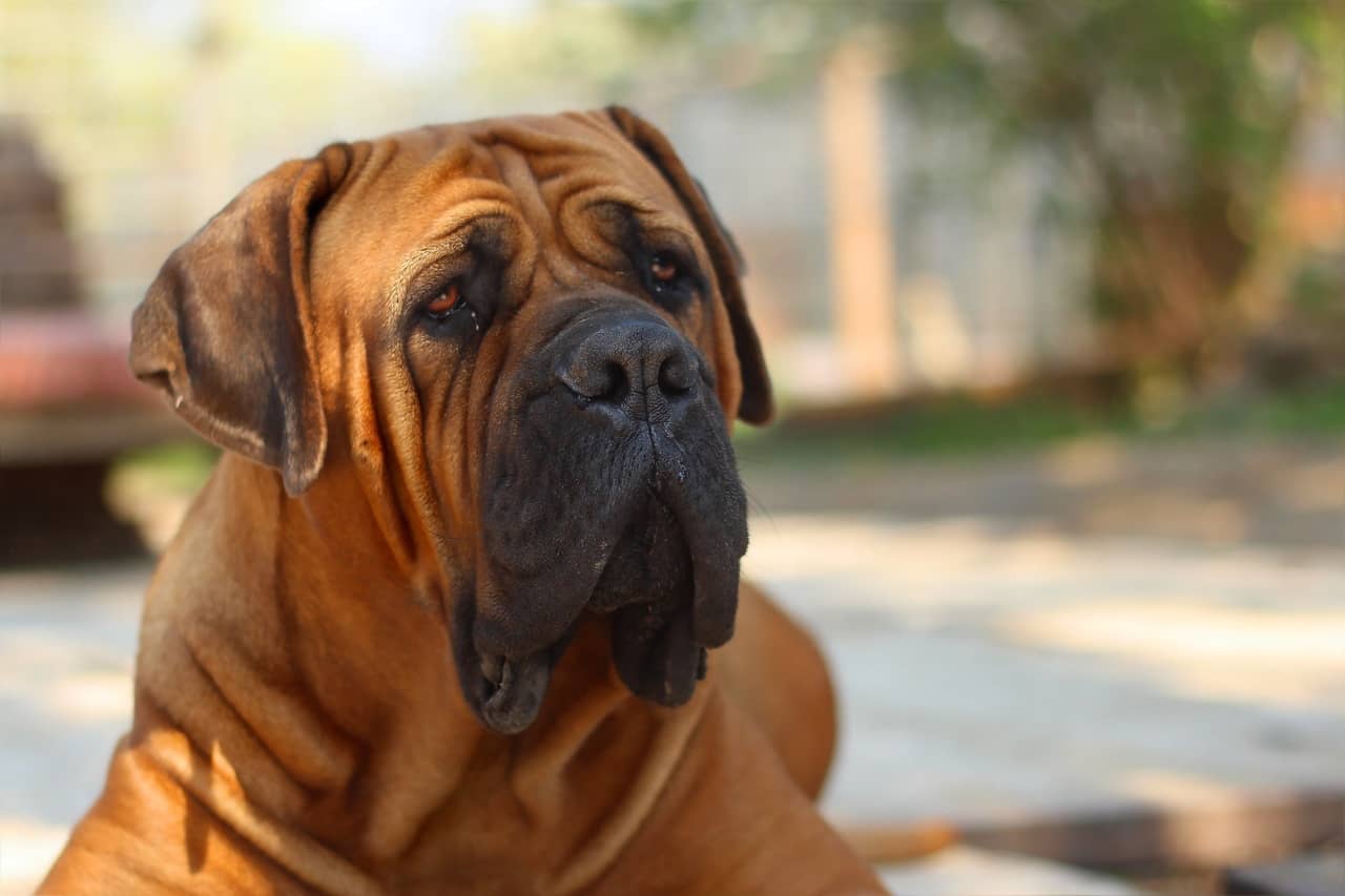 Bullmastiff köpeği