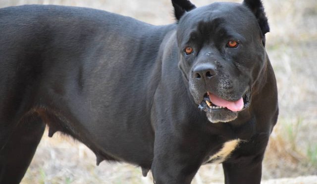 Cane Corso Italiano köpeği