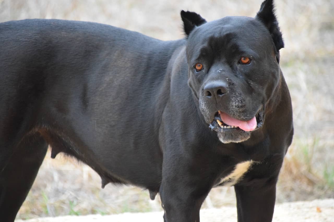 Cane Corso Italiano köpeği