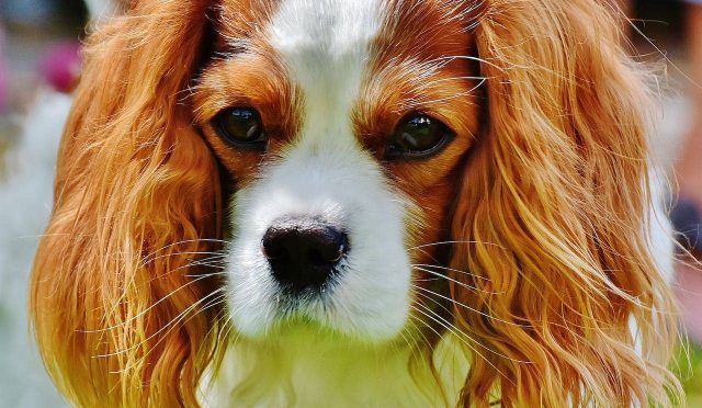 Cavalier King Charles Spaniel