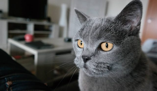 Chartreux kedisi