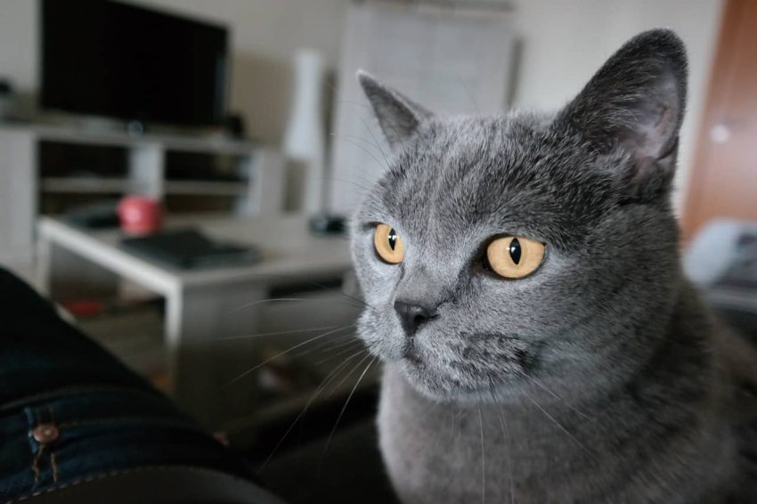 Chartreux Kedisi