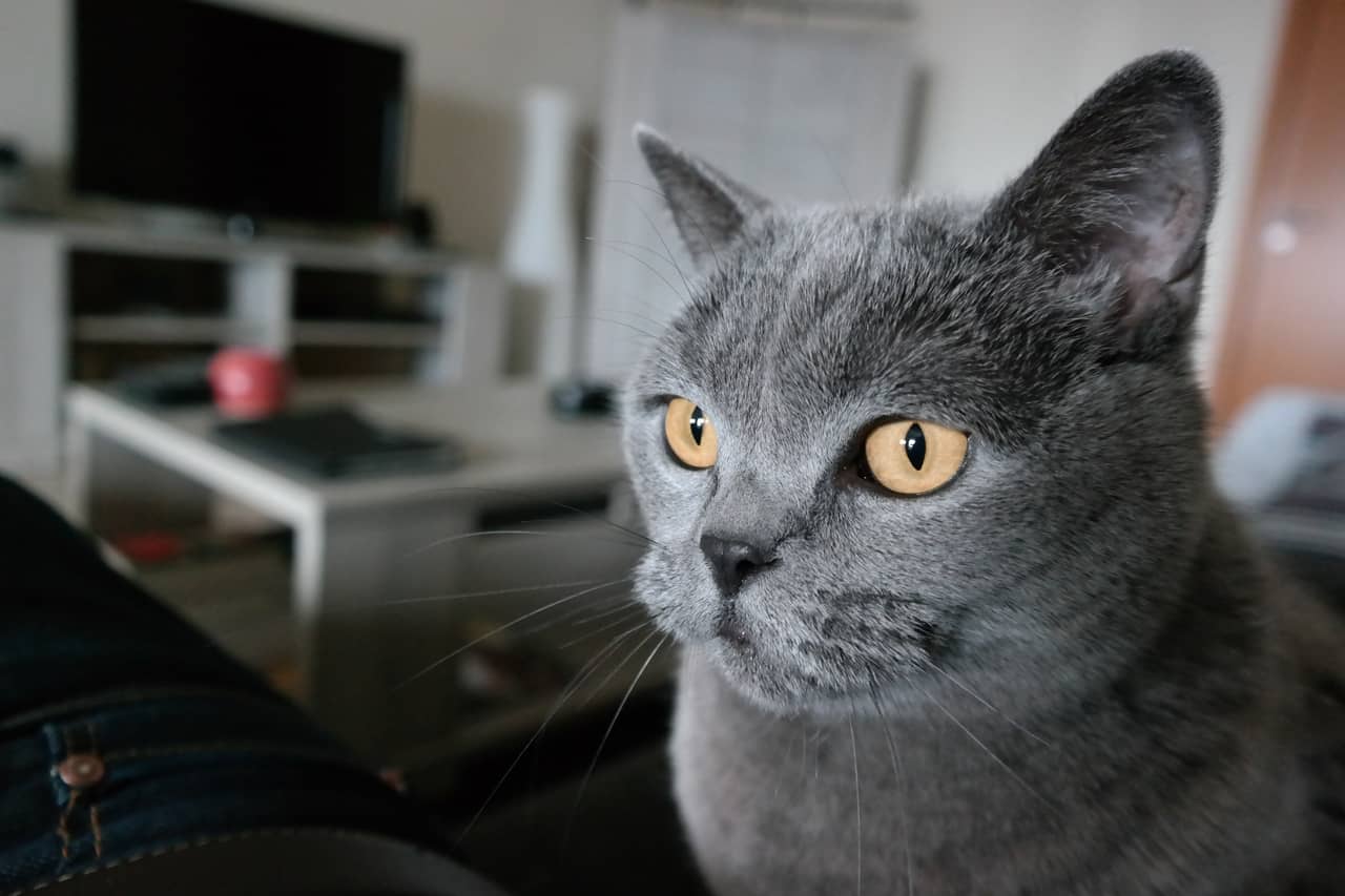 Chartreux kedisi