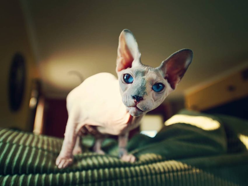 Cornish Rex Kedisi