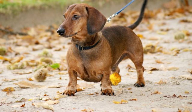 Dachshund köpeği