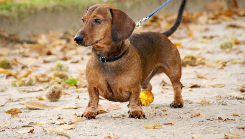 Dachshund köpeği