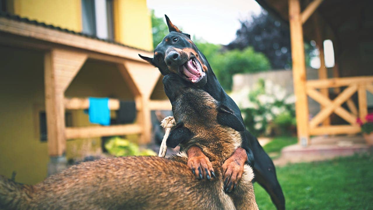 Doberman köpeği