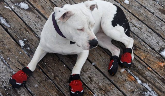 Dogo Argentino köpeği