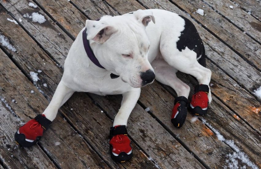 Dogo Argentino köpeği