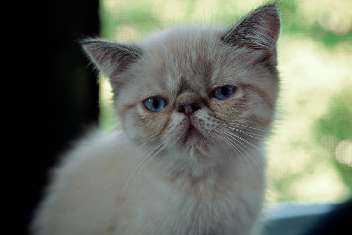 Exotic Shorthair Kedisi