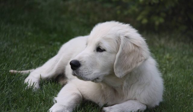 Golden Retriever köpeği