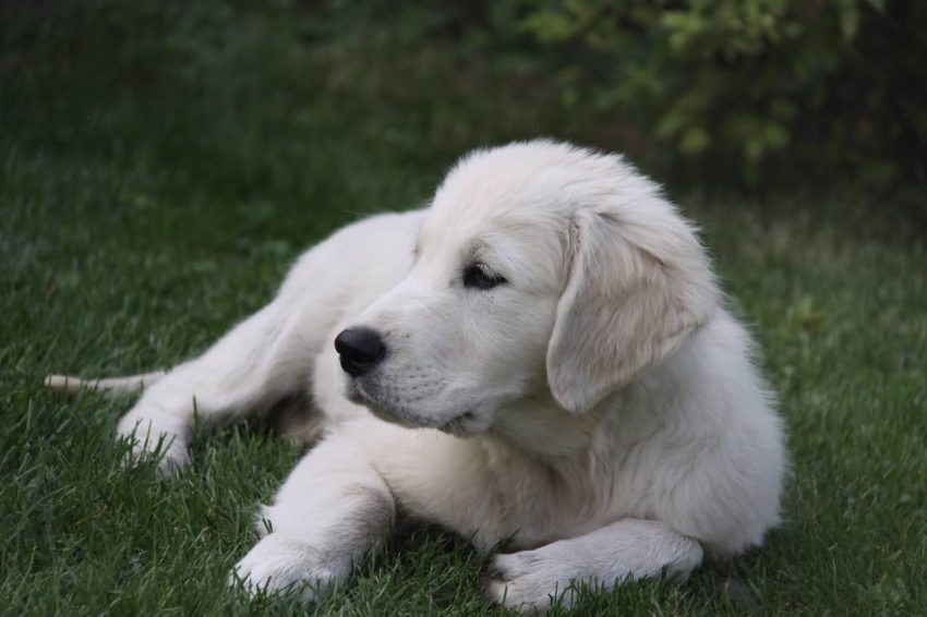 Golden Retriever köpeği