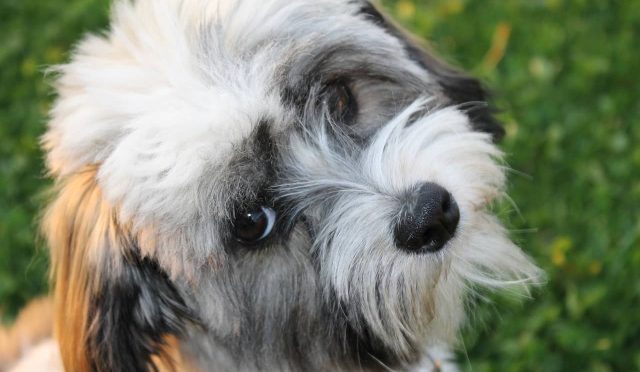 Havanese köpeği