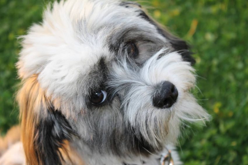 Havanese köpeği