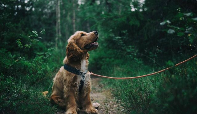 İngiliz Cocker Spaniel