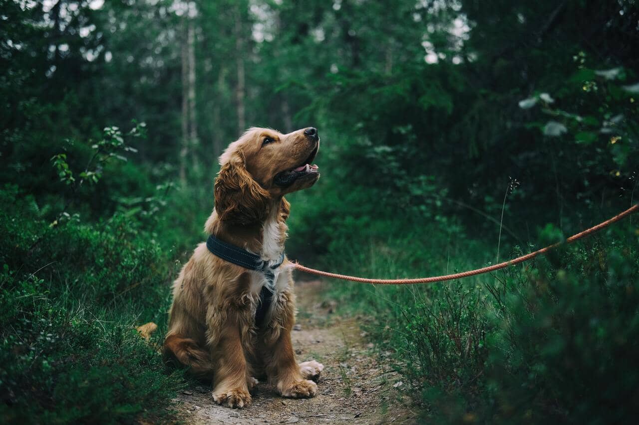 İngiliz Cocker Spaniel