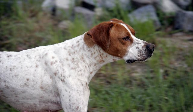 İngiliz Pointer Köpeği