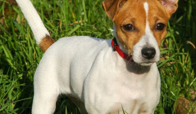 Jack Russell Terrier