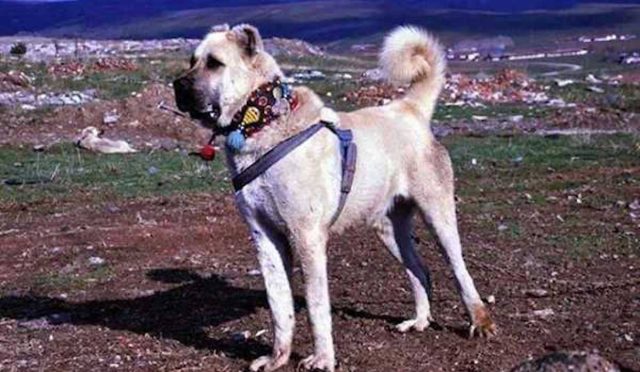 Kars Çoban köpeği