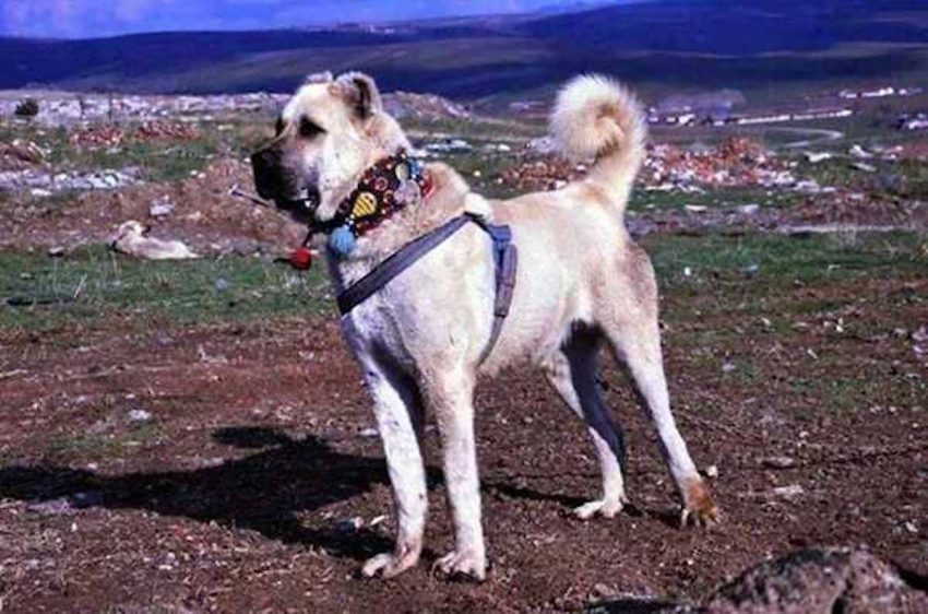 Kars Çoban köpeği