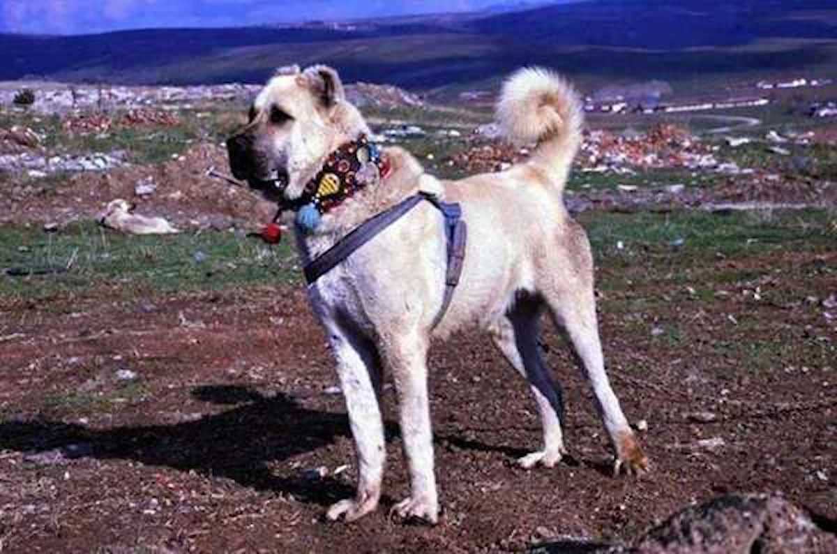 Kars Çoban köpeği